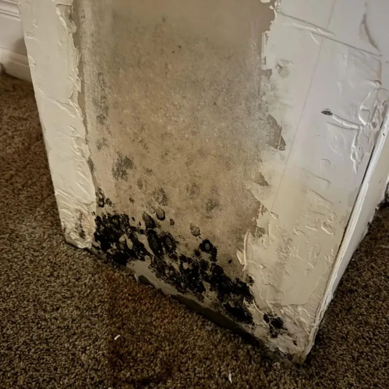 Professional Mold Removal in Sheboygan, WI